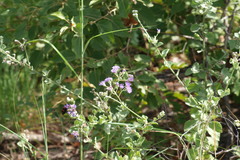Vernonia albicans